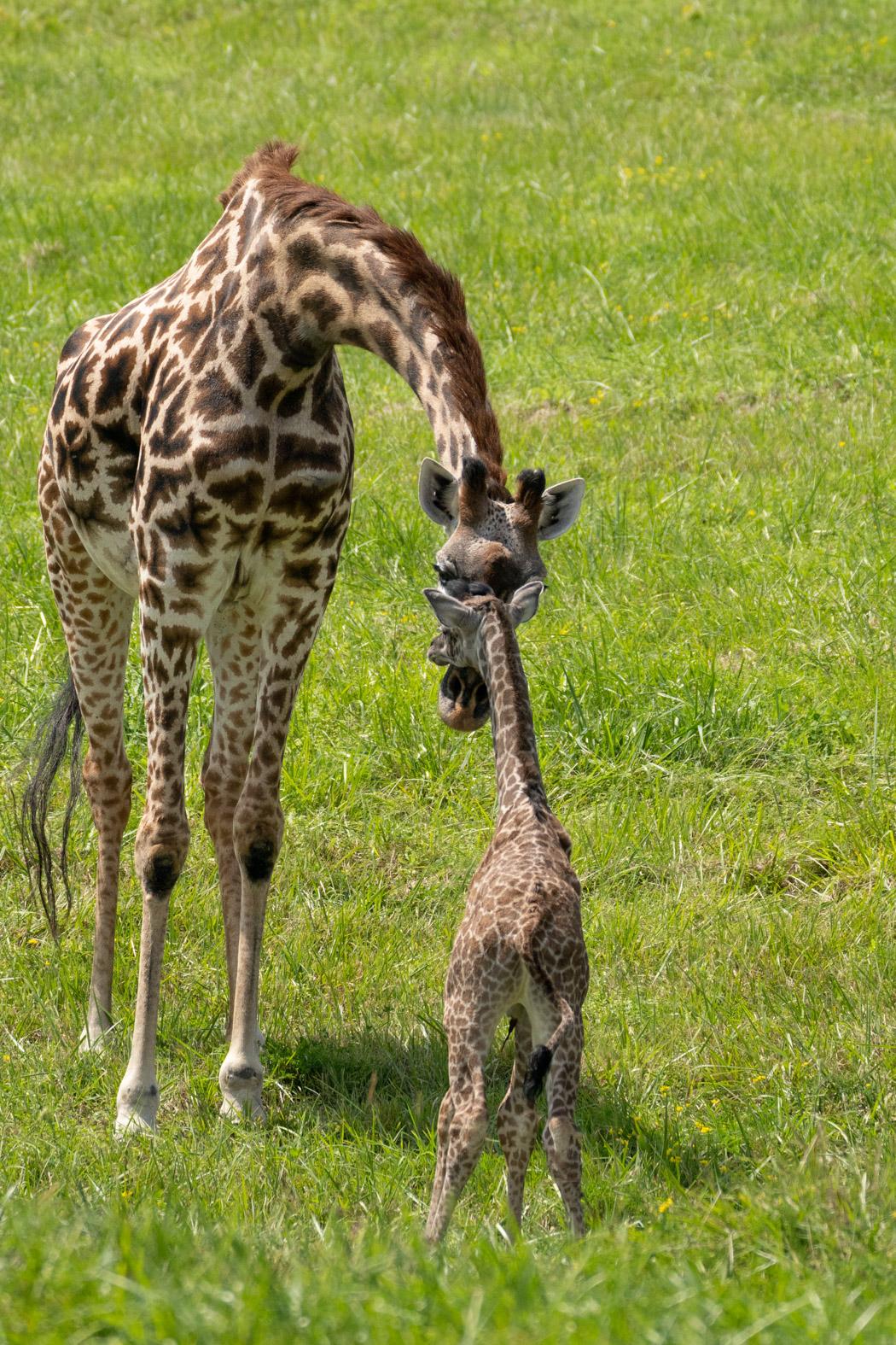  Foto zu Baby Masai Giraffe 